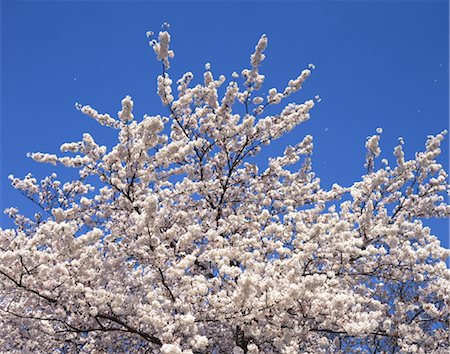 simsearch:859-03042384,k - Sakura (fleur de cerisier) Photographie de stock - Rights-Managed, Code: 859-03042401