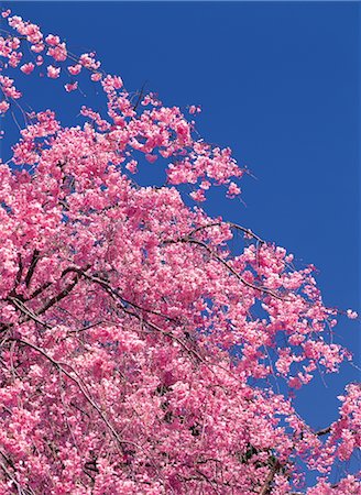 simsearch:859-03042384,k - Sakura (Kirschblüte) Stockbilder - Lizenzpflichtiges, Bildnummer: 859-03042402