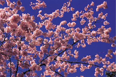 simsearch:859-03042384,k - Sakura (Kirschblüte) Stockbilder - Lizenzpflichtiges, Bildnummer: 859-03042410