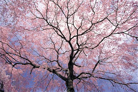 simsearch:859-03042384,k - Sakura (Kirschblüte) Stockbilder - Lizenzpflichtiges, Bildnummer: 859-03042424