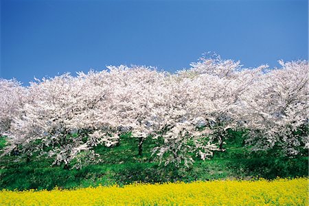 simsearch:859-03042384,k - Sakura (Kirschblüte) Stockbilder - Lizenzpflichtiges, Bildnummer: 859-03042425