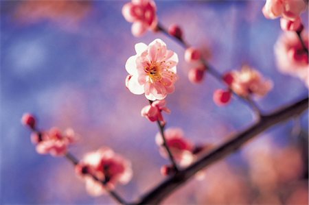 siebensternnadel - Branche japonaise de prune (Ume) Photographie de stock - Rights-Managed, Code: 859-03042427