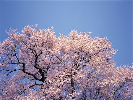 simsearch:859-03042384,k - Sakura (Kirschblüte) Stockbilder - Lizenzpflichtiges, Bildnummer: 859-03042421