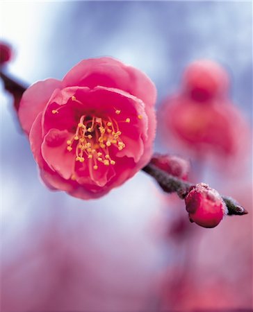 simsearch:859-03042384,k - Japanische Pflaume (Ume) Blume Stockbilder - Lizenzpflichtiges, Bildnummer: 859-03042438