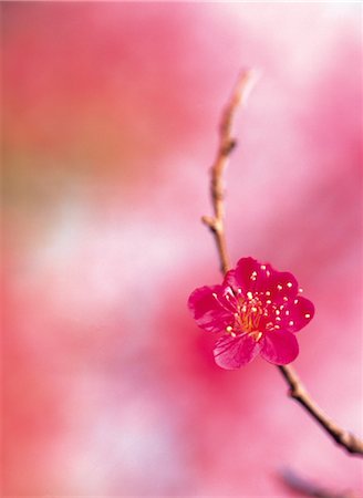 Japanese Plum (Ume) Flower Stock Photo - Rights-Managed, Code: 859-03042442