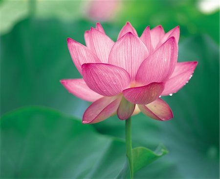 simsearch:859-03042384,k - Lotus Flower Stockbilder - Lizenzpflichtiges, Bildnummer: 859-03042526