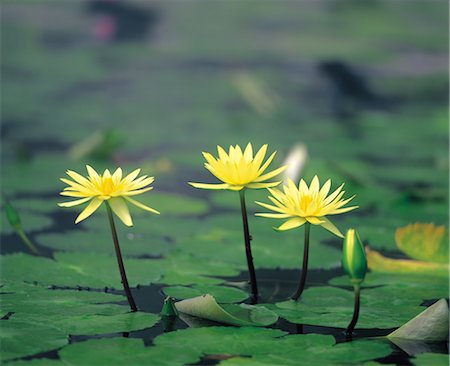 yellow lotus flowers