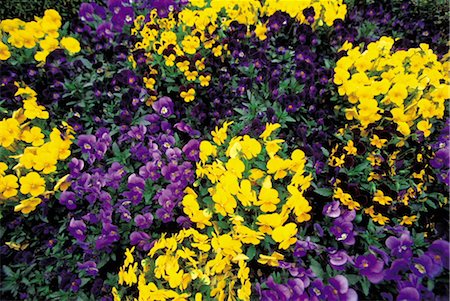simsearch:859-03036806,k - Yellow and Purple Pansy Flowers Fotografie stock - Rights-Managed, Codice: 859-03042535