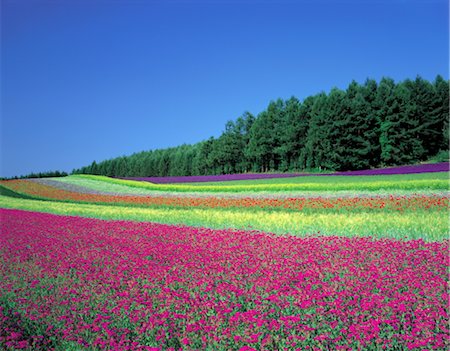 simsearch:859-03042690,k - Field of Colorful Flowers Stock Photo - Rights-Managed, Code: 859-03042557