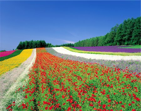 simsearch:859-03042690,k - Field of Colorful Flowers Stock Photo - Rights-Managed, Code: 859-03042558