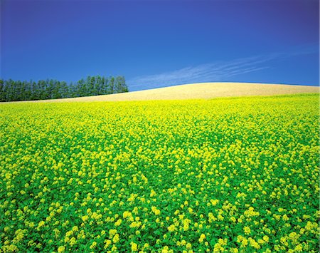 simsearch:859-03042690,k - Field of Yellow Flowers Stock Photo - Rights-Managed, Code: 859-03042553