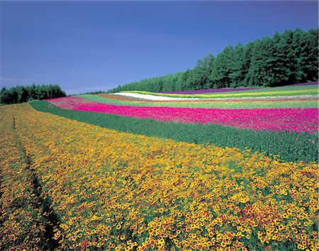 simsearch:859-03042690,k - Field of Colorful Flowers Stock Photo - Rights-Managed, Code: 859-03042560