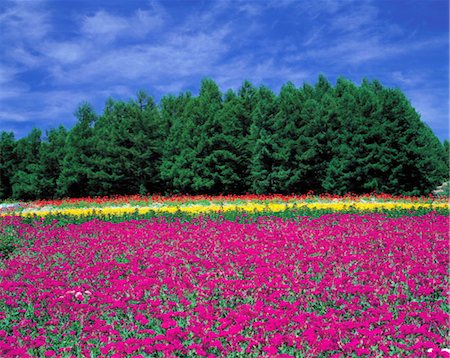 simsearch:859-03042690,k - Field of Colorful Flowers Stock Photo - Rights-Managed, Code: 859-03042561