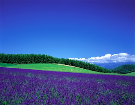simsearch:859-03042690,k - Field of Purple Flowers Stock Photo - Rights-Managed, Code: 859-03042574