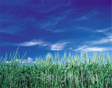 simsearch:859-03042690,k - Field of Rice Plant Stock Photo - Rights-Managed, Code: 859-03042596