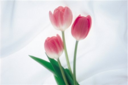 simsearch:859-03042384,k - Tulipes roses Photographie de stock - Rights-Managed, Code: 859-03042639