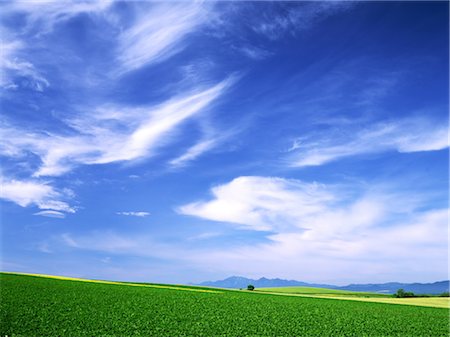 simsearch:859-03042690,k - Beautiful View of Lush Field Stock Photo - Rights-Managed, Code: 859-03042706