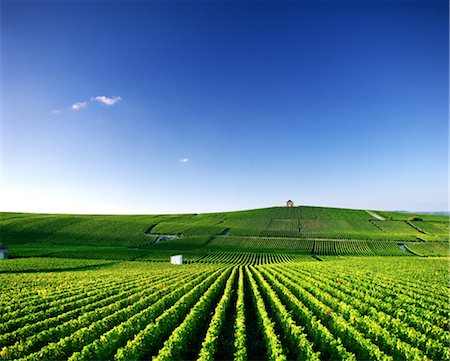 simsearch:859-03042690,k - Rolling Hills of Grape Vines Stock Photo - Rights-Managed, Code: 859-03042700