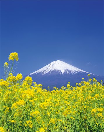 simsearch:859-03042782,k - Rape Blossoms with Mt. Fuji Foto de stock - Con derechos protegidos, Código: 859-03042876