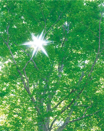 simsearch:859-03043046,k - Light Gleaming Through Tree Branches Stock Photo - Rights-Managed, Code: 859-03042918