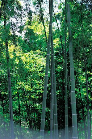 simsearch:696-03395998,k - Bamboo Plants Stock Photo - Rights-Managed, Code: 859-03043025