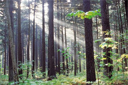 simsearch:859-03043046,k - Hazy Forest with Sunrays Protruding Stock Photo - Rights-Managed, Code: 859-03043045
