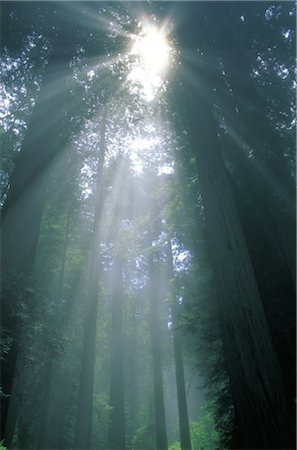 simsearch:859-03043664,k - Redwood arbres dans la forêt brumeuse Photographie de stock - Rights-Managed, Code: 859-03043058