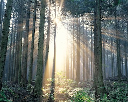 sun stream - Hazy Forest with Sunrays Protruding Stock Photo - Rights-Managed, Code: 859-03043064
