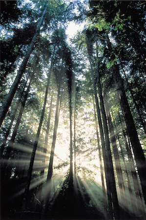 simsearch:859-03043664,k - Forêt brumeuse avec des rayons de soleil qui dépassent Photographie de stock - Rights-Managed, Code: 859-03043062