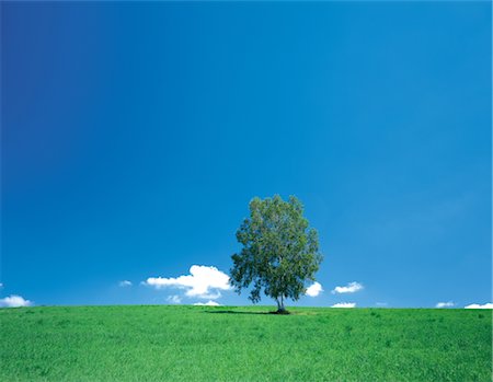 simsearch:859-03042690,k - Lonely Tree in Field Stock Photo - Rights-Managed, Code: 859-03043094