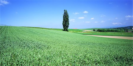 simsearch:859-03042690,k - Lonely Tree in Plain Stock Photo - Rights-Managed, Code: 859-03043106