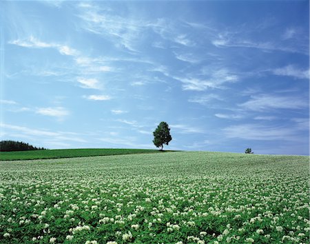 simsearch:859-03042690,k - Lonely Trees in Field of Flowers Stock Photo - Rights-Managed, Code: 859-03043108