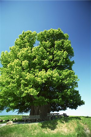 Lonely Lime Tree in Field Stock Photo - Rights-Managed, Code: 859-03043102