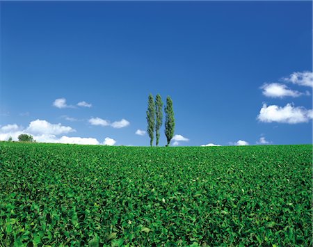 simsearch:859-03042690,k - Three Trees in a field Stock Photo - Rights-Managed, Code: 859-03043121