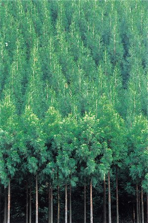 Japanese Cedar Treetops Stock Photo - Rights-Managed, Code: 859-03043132