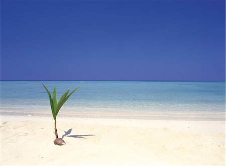 simsearch:859-03043194,k - Coconut Tree Seedling on Beach Fotografie stock - Rights-Managed, Codice: 859-03043186