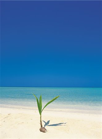 single coconut tree picture - Coconut Tree Seedling on Beach Stock Photo - Rights-Managed, Code: 859-03043192