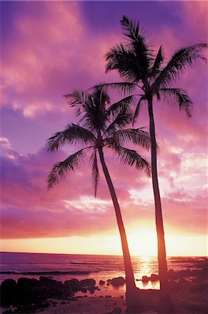 simsearch:625-01749938,k - Palm Trees Stock Photo - Rights-Managed, Code: 859-03043224