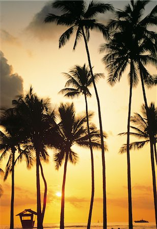 simsearch:859-03043194,k - Palm Trees Fotografie stock - Rights-Managed, Codice: 859-03043225