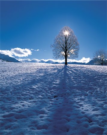 simsearch:859-03042870,k - Trees in Snow Plain Foto de stock - Direito Controlado, Número: 859-03043368