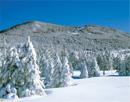 simsearch:859-03042782,k - Snow Covered Trees Foto de stock - Con derechos protegidos, Código: 859-03043360