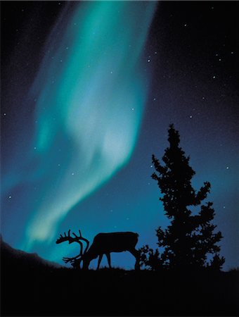 reindeers silhouette - Aurora Borealis in a Forest Stock Photo - Rights-Managed, Code: 859-03043620