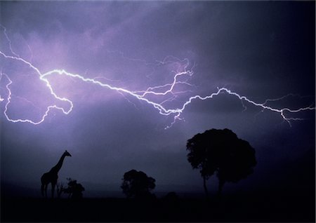 Thunder sur une Jungle Photographie de stock - Rights-Managed, Code: 859-03043644