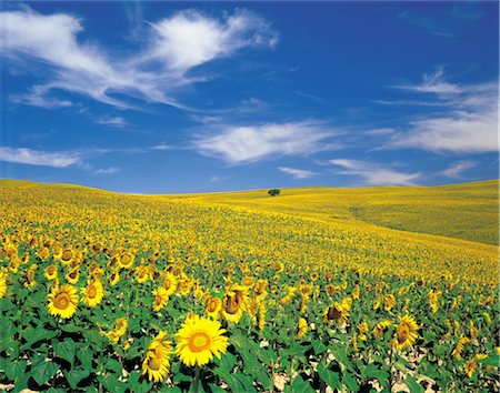 sunflower spain - Field Of Flowers Stock Photo - Rights-Managed, Code: 859-03043966