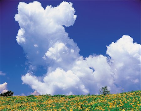 Field Of Flowers Stock Photo - Rights-Managed, Code: 859-03043977