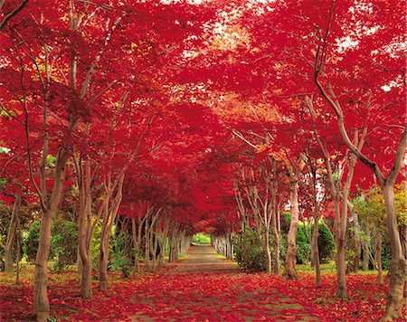 sapporo - Route automne Photographie de stock - Rights-Managed, Code: 859-03194047