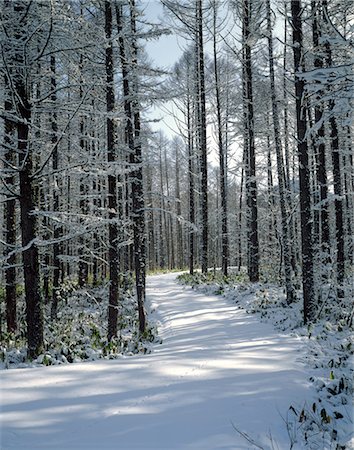 rustic streets - Winter Road Stock Photo - Rights-Managed, Code: 859-03194053