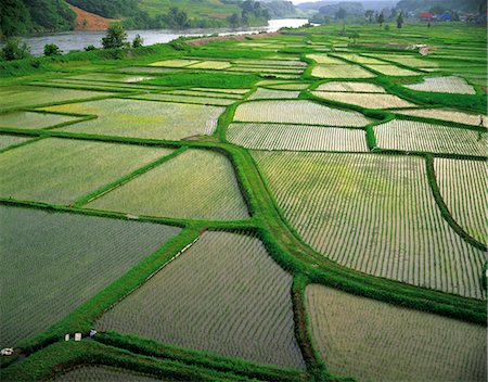 simsearch:644-01630770,k - Paddy Fields Stock Photo - Rights-Managed, Code: 859-03193921
