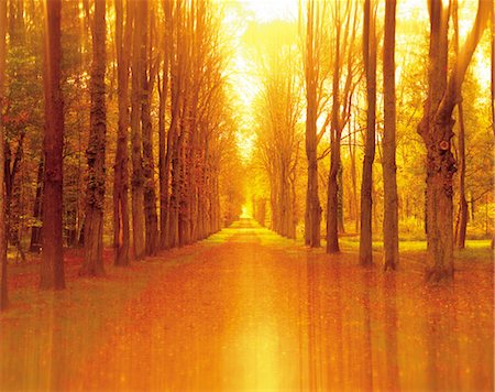 Tree Lined Road Stock Photo - Rights-Managed, Code: 859-03193923
