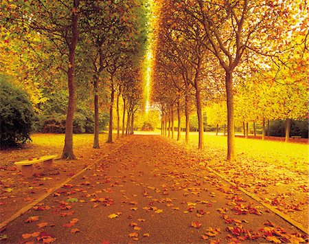 Tree Lined Trail Stock Photo - Rights-Managed, Code: 859-03193937